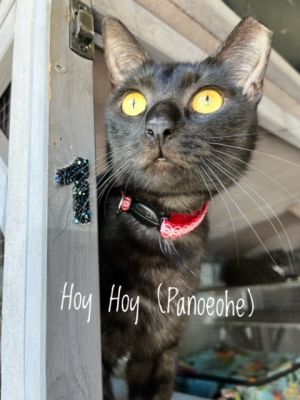 For more information about Hoy Hoy and all of our adoptable cats please visit httpswwwwholecata