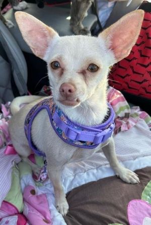 Juliet - Las Vegas Chihuahua Dog