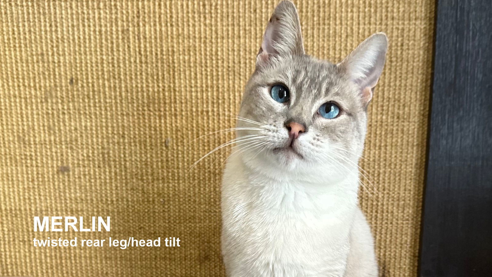 Merlin, an adoptable Siamese in Santa Rosa, CA, 95404 | Photo Image 1