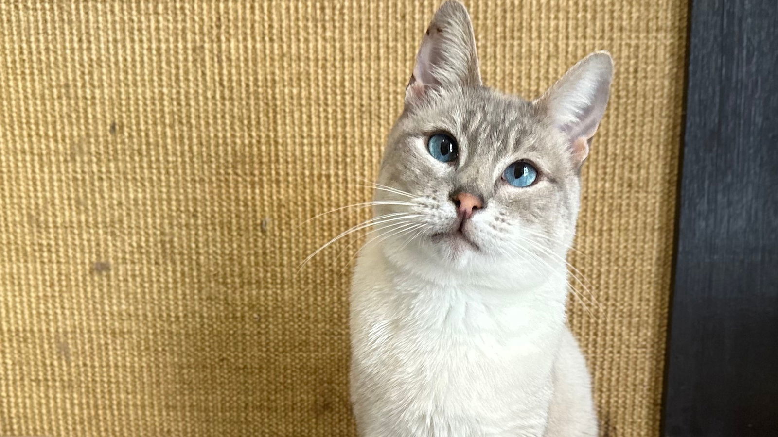 Merlin, an adoptable Siamese in Santa Rosa, CA, 95404 | Photo Image 2