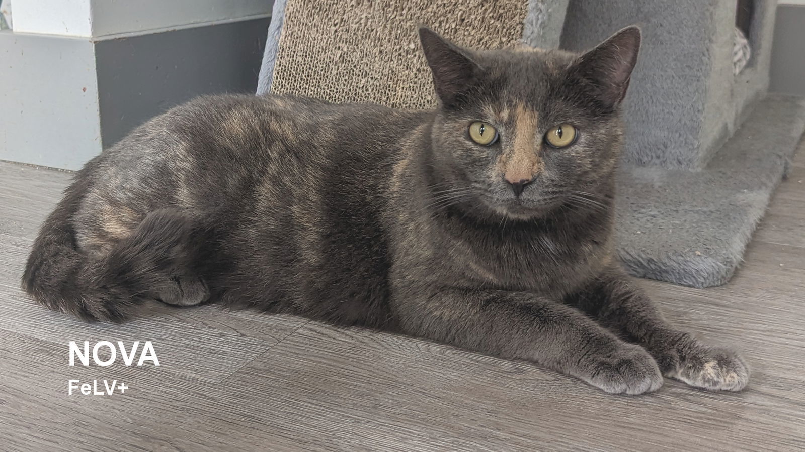 Nova, an adoptable Tortoiseshell in Santa Rosa, CA, 95404 | Photo Image 1