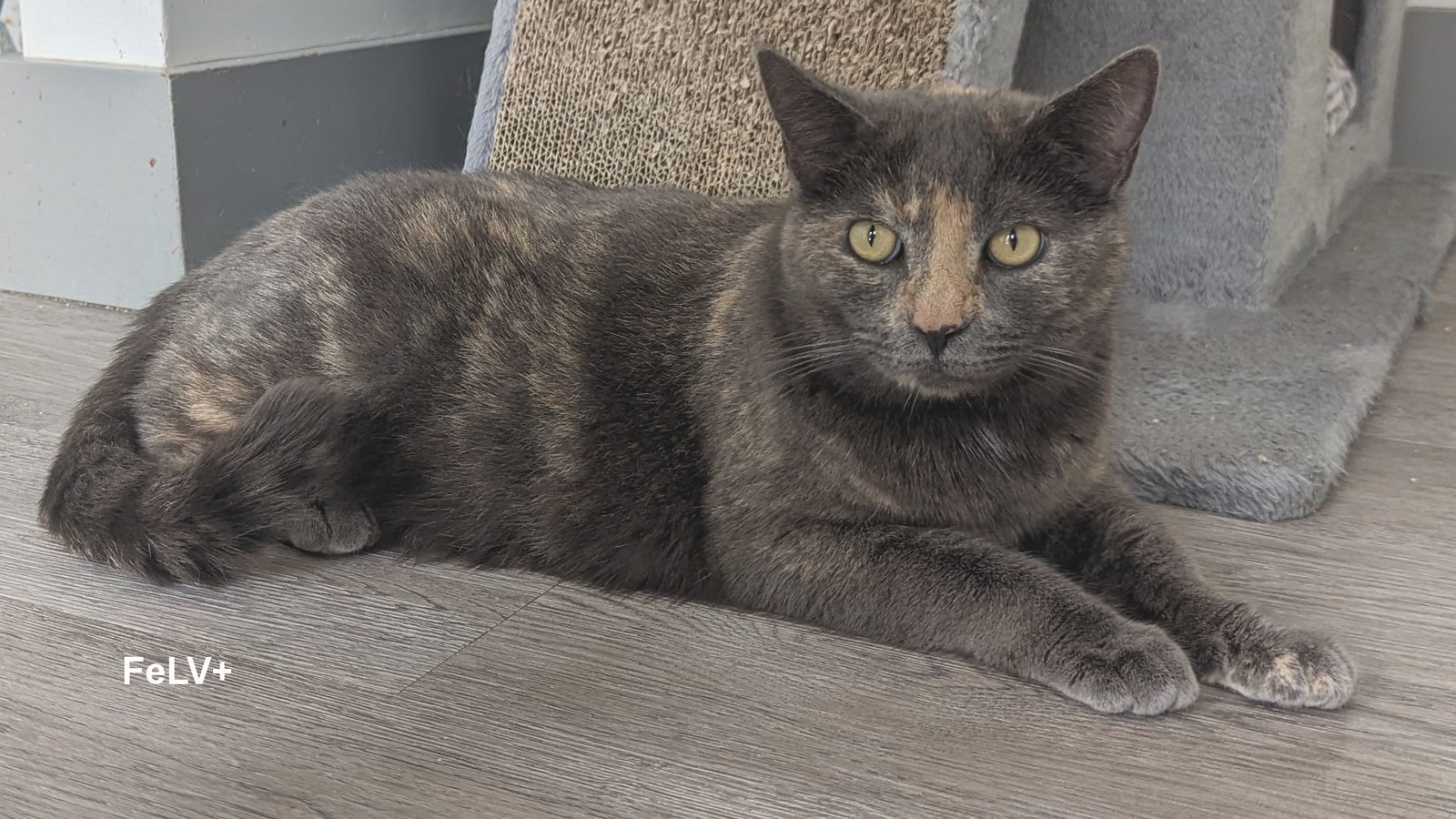 Nova, an adoptable Tortoiseshell in Santa Rosa, CA, 95404 | Photo Image 3