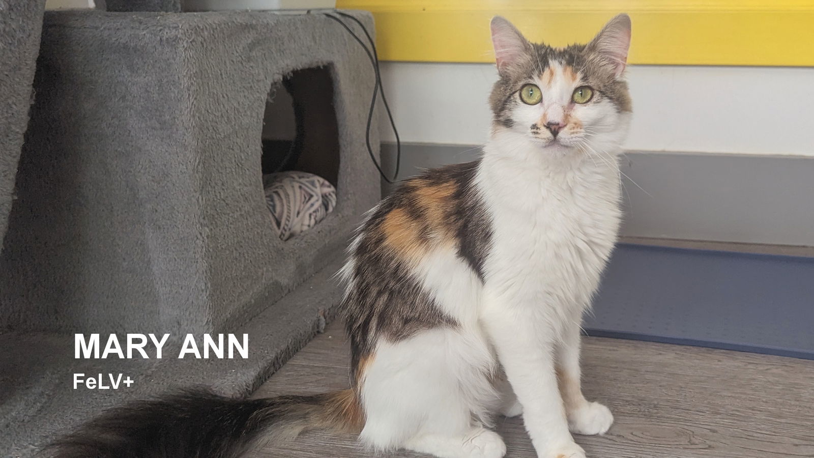 Mary Ann, an adoptable Calico in Santa Rosa, CA, 95404 | Photo Image 1