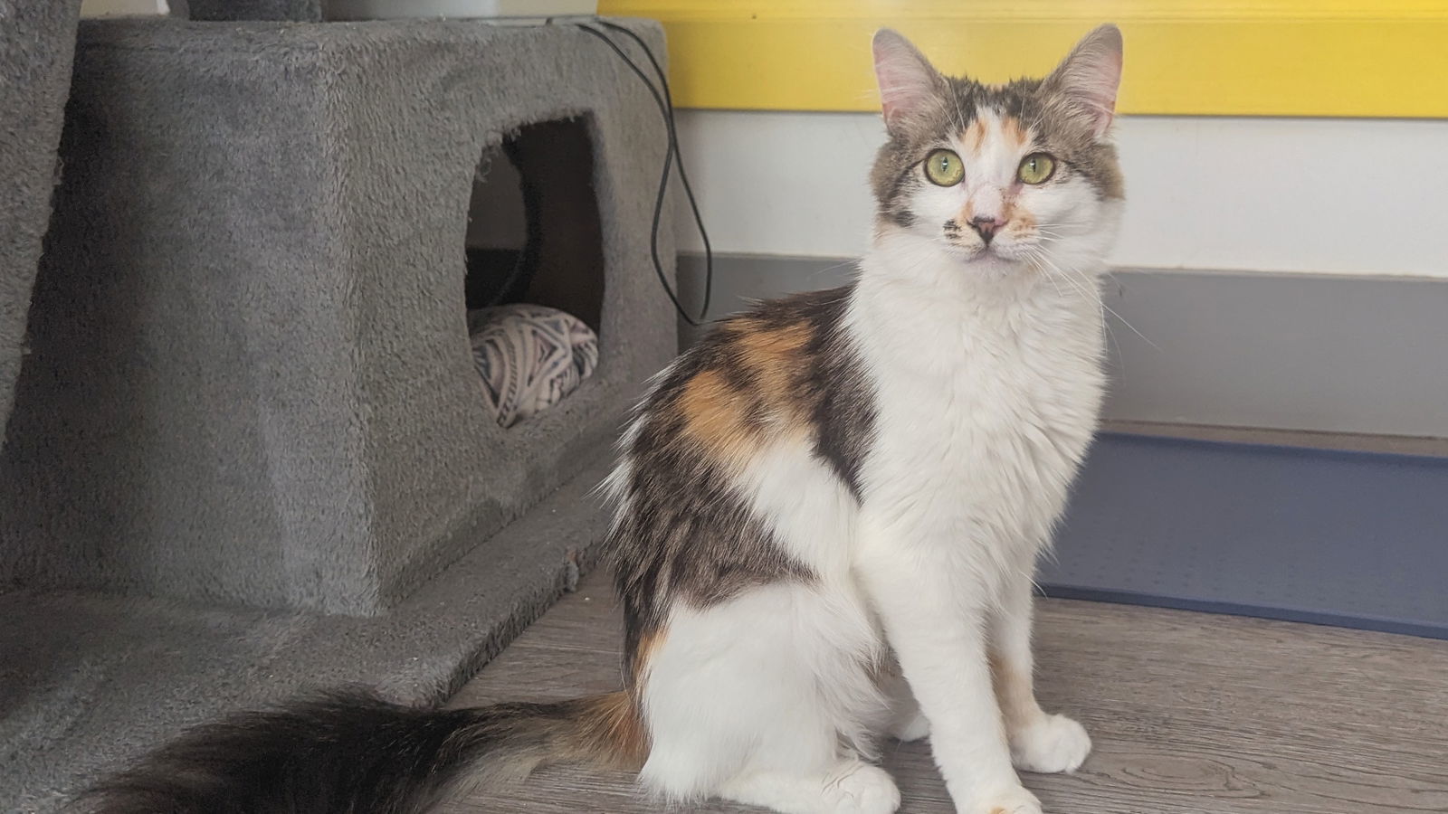 Mary Ann, an adoptable Calico in Santa Rosa, CA, 95404 | Photo Image 2