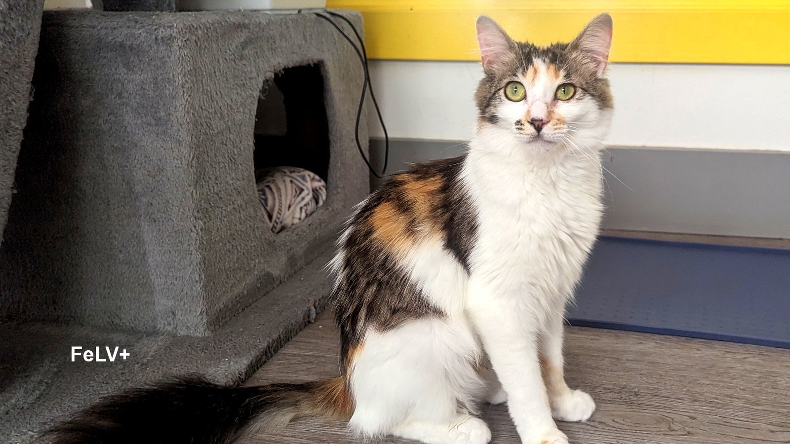 Mary Ann, an adoptable Calico in Santa Rosa, CA, 95404 | Photo Image 3