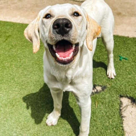 Brulee, an adoptable Labrador Retriever in Grand Junction, CO, 81505 | Photo Image 1