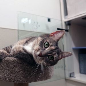 Have you been looking for a sweet adorable and loving cat who you can dote on Look no further and