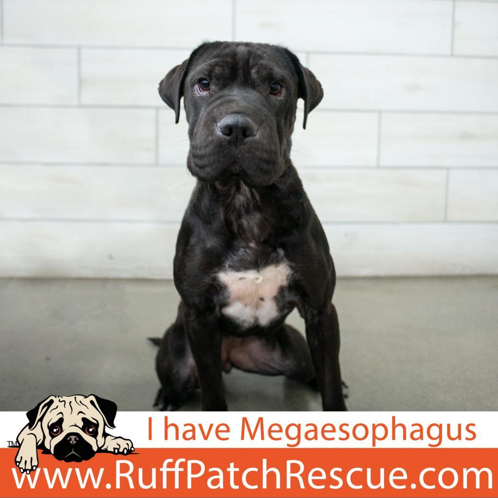 Honey, an adoptable Shar-Pei in West Jordan, UT, 84084 | Photo Image 1