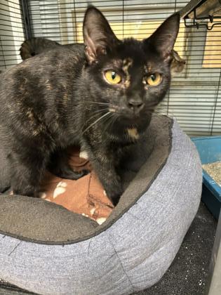 Juno, an adoptable Domestic Short Hair in Pendleton, OR, 97801 | Photo Image 1