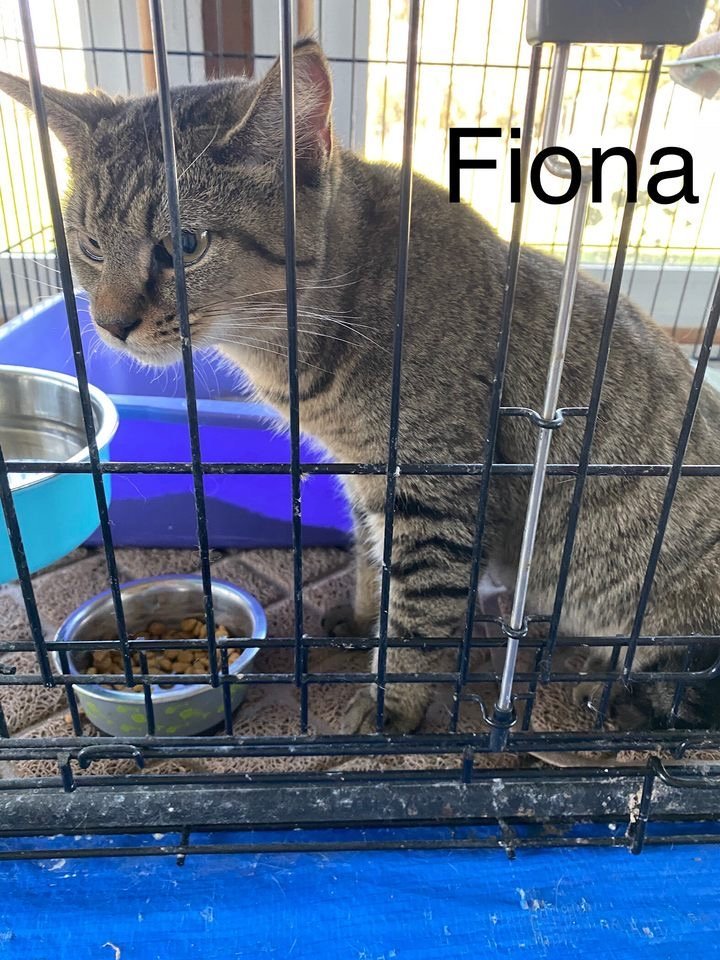 Fiona (24-284)