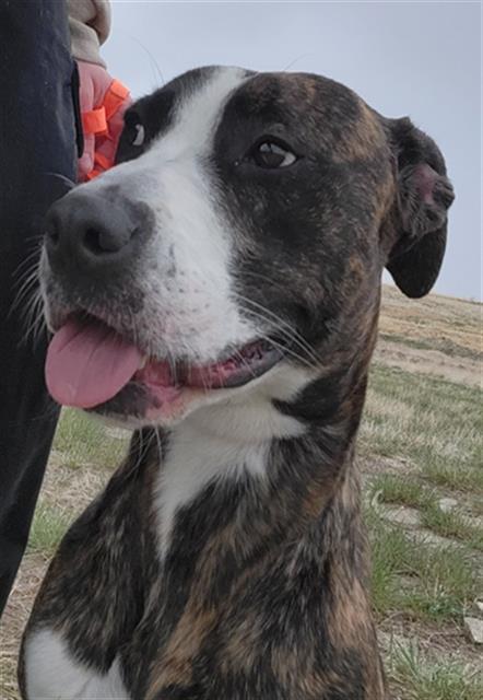 JELLY BEAN, an adoptable Pit Bull Terrier, Mixed Breed in Casper, WY, 82601 | Photo Image 1