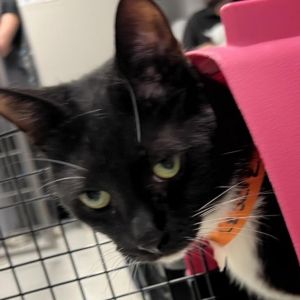 Introducing Leslie a delightful 2-year-old black and white female cat with a captivating charm and 