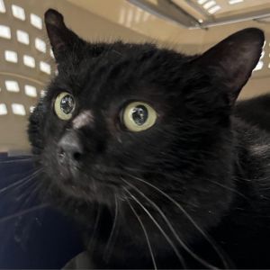 Meet Hugo a charming 1-year-old male cat with a sleek black coat and bright expressive eyes With 