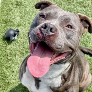 Sugar is a happy and sweet 4-year-old female Pittie mix who loves to smile and wag her tail Sugar l