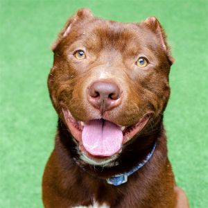 Hi there My name is Hershey and Im a 1 year old neutered pit bull that weighs about 60lbs Im