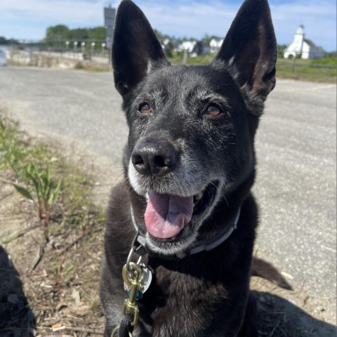 Roxi, an adoptable Cattle Dog, Chow Chow in Thomaston, ME, 04861 | Photo Image 1