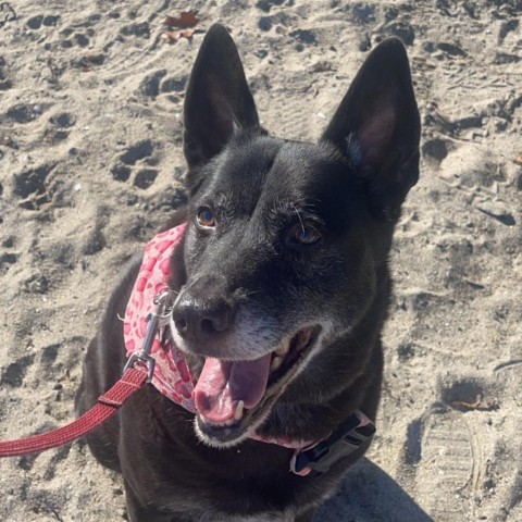 Roxi, an adoptable Cattle Dog, Chow Chow in Thomaston, ME, 04861 | Photo Image 2