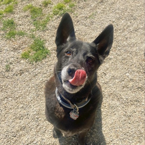 Roxi, an adoptable Cattle Dog, Chow Chow in Thomaston, ME, 04861 | Photo Image 3