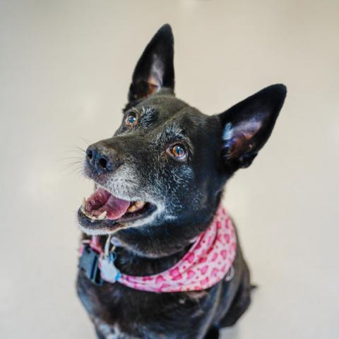 Roxi, an adoptable Cattle Dog, Chow Chow in Thomaston, ME, 04861 | Photo Image 3