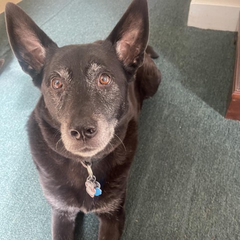 Roxi, an adoptable Cattle Dog, Chow Chow in Thomaston, ME, 04861 | Photo Image 4