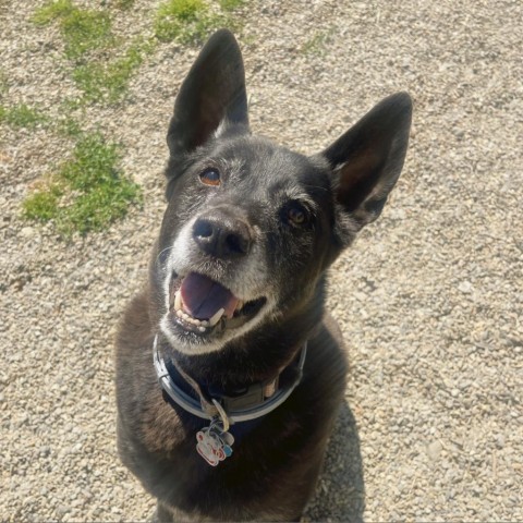 Roxi, an adoptable Cattle Dog, Chow Chow in Thomaston, ME, 04861 | Photo Image 6