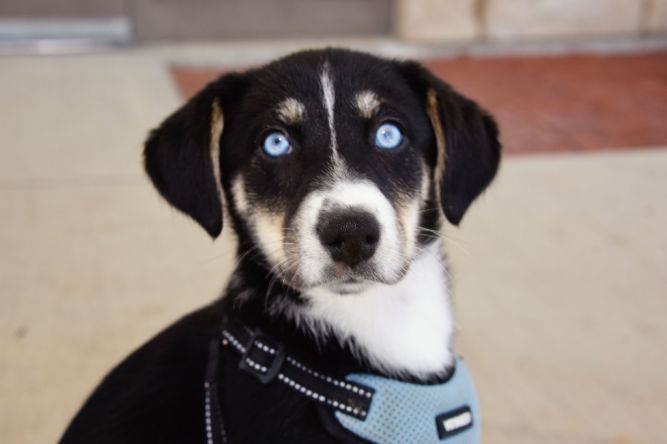 Dog for adoption - Sophie Adoption Pending, a Beagle & Husky Mix in ...