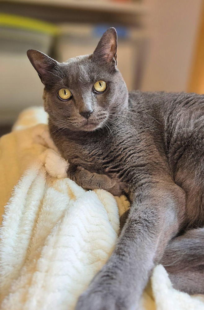 Baby, an adoptable Domestic Short Hair in Vancouver, WA, 98661 | Photo Image 1