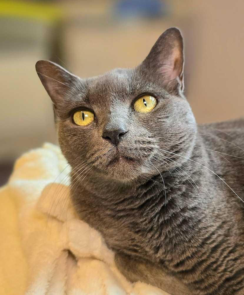 Baby, an adoptable Domestic Short Hair in Vancouver, WA, 98661 | Photo Image 2