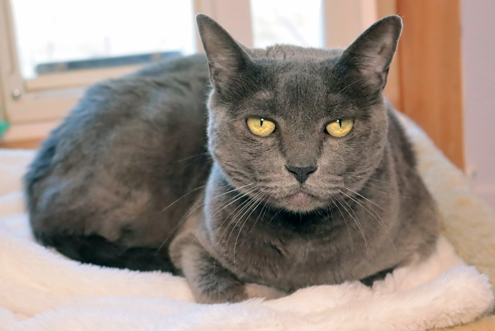 Baby, an adoptable Domestic Short Hair in Vancouver, WA, 98661 | Photo Image 3