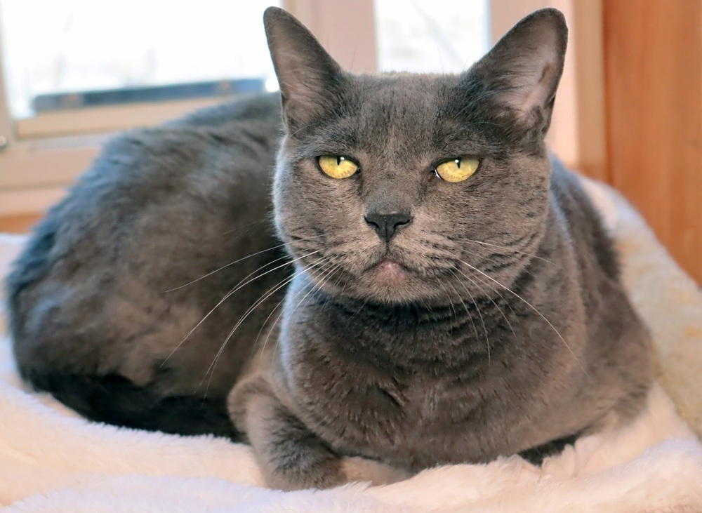 Baby, an adoptable Domestic Short Hair in Vancouver, WA, 98661 | Photo Image 4