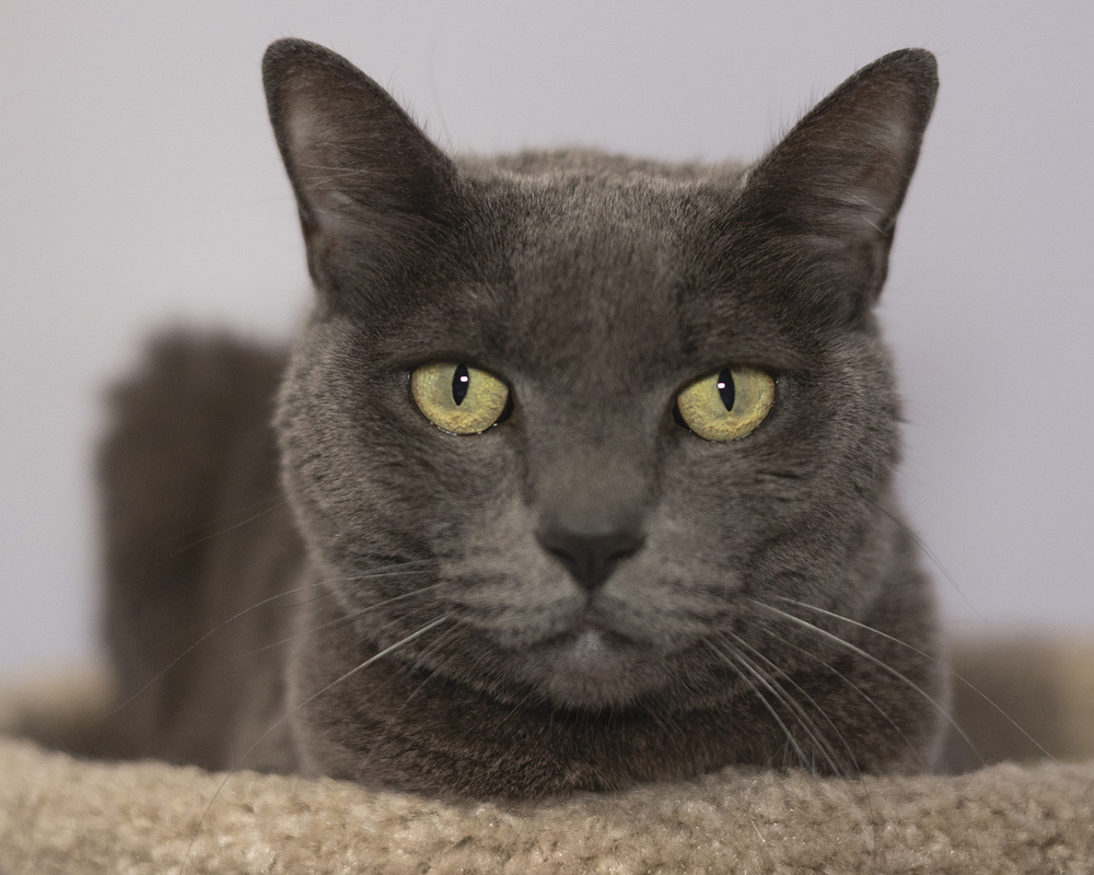 Baby, an adoptable Domestic Short Hair in Vancouver, WA, 98661 | Photo Image 5