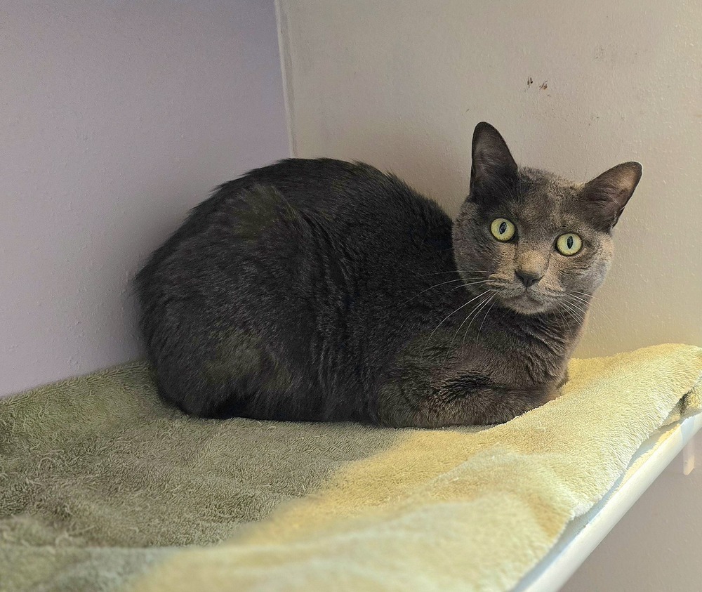 Baby, an adoptable Domestic Short Hair in Vancouver, WA, 98661 | Photo Image 6