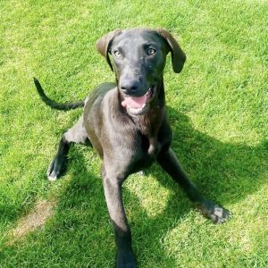 Cletus - AVAILABLE Great Dane Dog