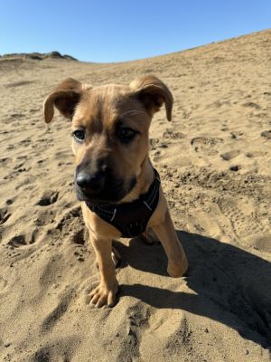 Meet Buster the lovable 4-month-old Shepherd mix with a heart as big as his playful spirit Despite