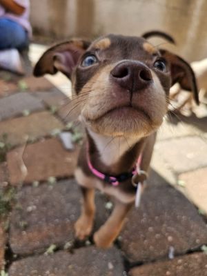 radish Chihuahua Dog