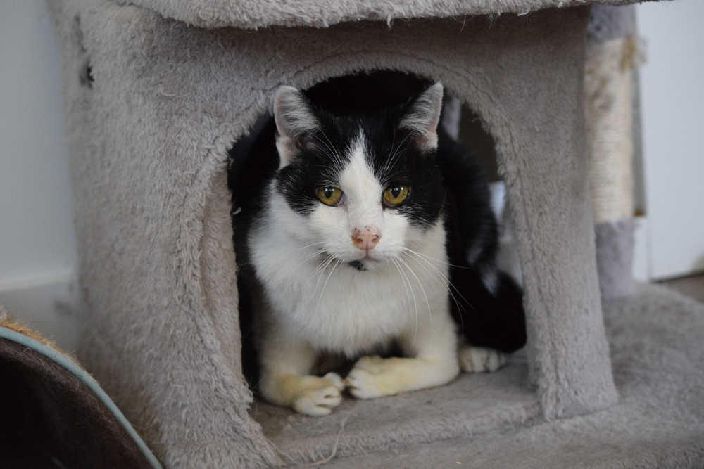 Spooky, an adoptable Domestic Short Hair in Salmon, ID, 83467 | Photo Image 1