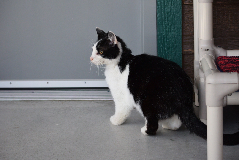 Spooky, an adoptable Domestic Short Hair in Salmon, ID, 83467 | Photo Image 2