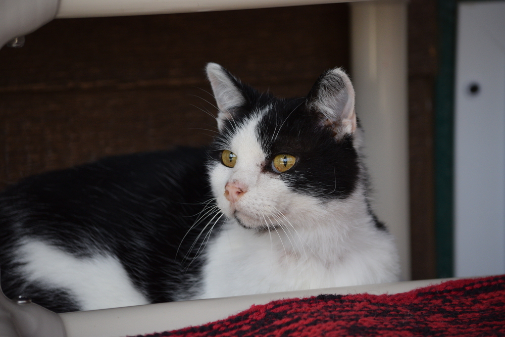 Spooky, an adoptable Domestic Short Hair in Salmon, ID, 83467 | Photo Image 3