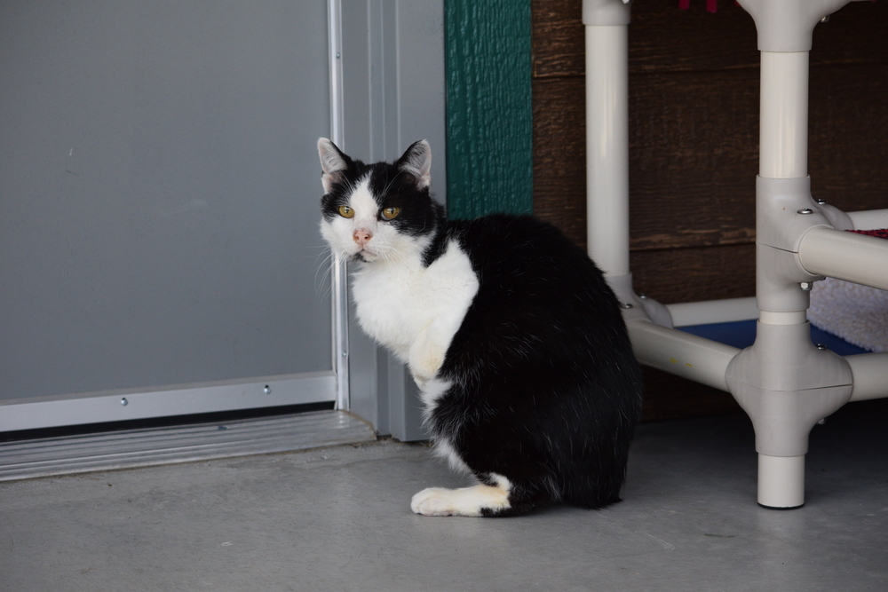 Spooky, an adoptable Domestic Short Hair in Salmon, ID, 83467 | Photo Image 4