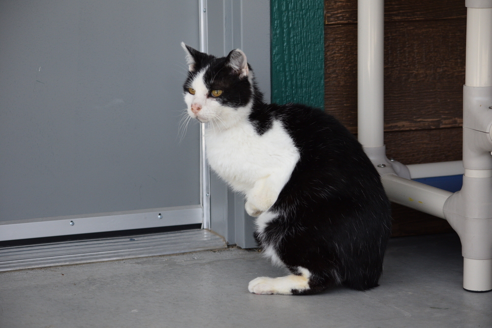 Spooky, an adoptable Domestic Short Hair in Salmon, ID, 83467 | Photo Image 5