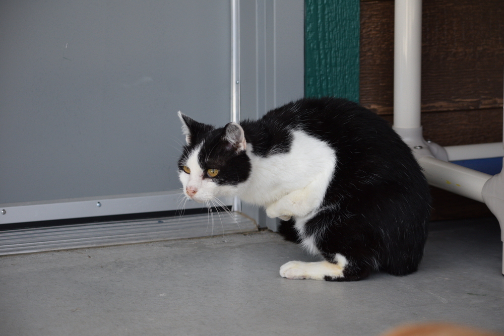 Spooky, an adoptable Domestic Short Hair in Salmon, ID, 83467 | Photo Image 6