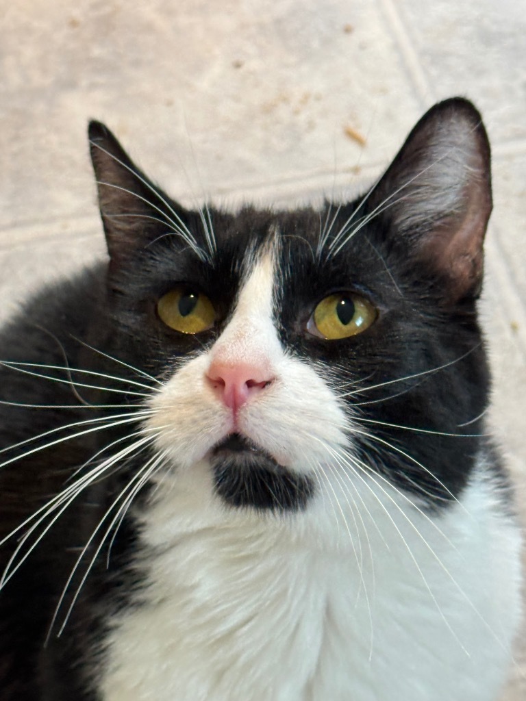 Coca Cola "Oreo, an adoptable Domestic Short Hair in New Braunfels, TX, 78130 | Photo Image 1