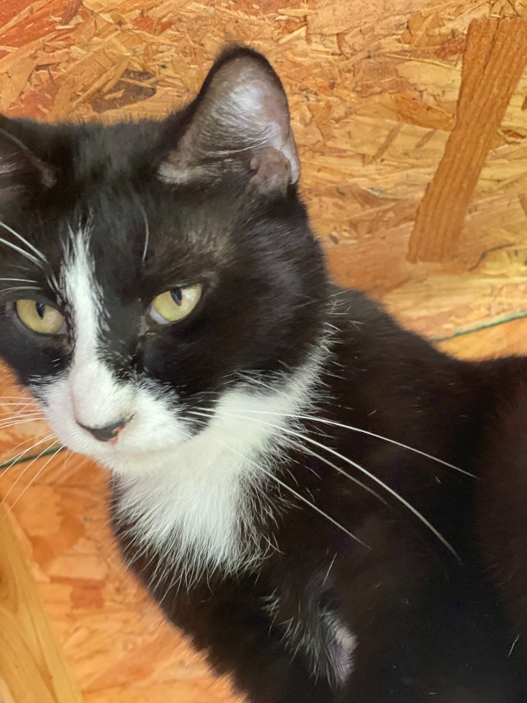 Coca Cola "Oreo, an adoptable Domestic Short Hair in New Braunfels, TX, 78130 | Photo Image 2