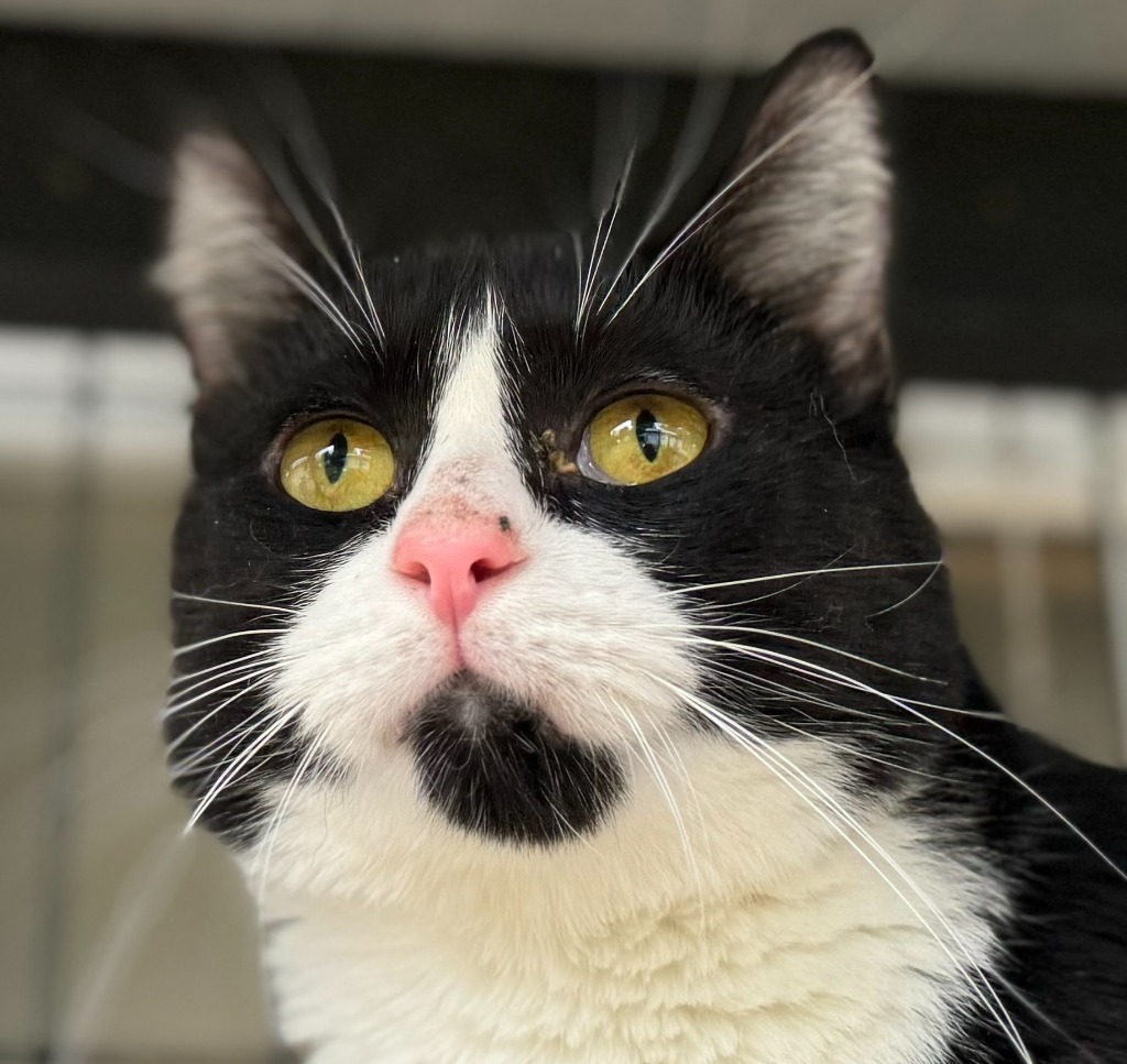 Coca Cola "Oreo, an adoptable Domestic Short Hair in New Braunfels, TX, 78130 | Photo Image 3
