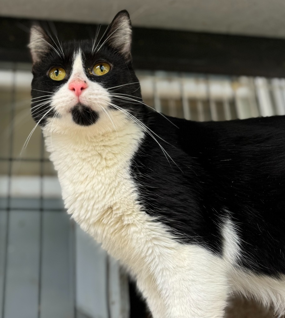 Coca Cola "Oreo, an adoptable Domestic Short Hair in New Braunfels, TX, 78130 | Photo Image 4