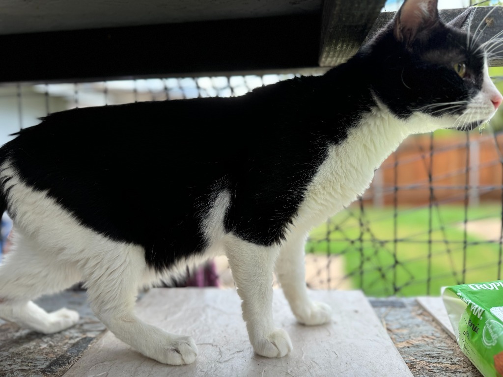 Coca Cola "Oreo, an adoptable Domestic Short Hair in New Braunfels, TX, 78130 | Photo Image 5