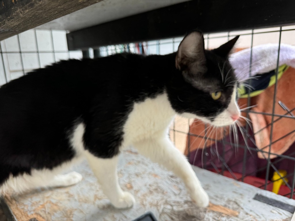 Coca Cola "Oreo, an adoptable Domestic Short Hair in New Braunfels, TX, 78130 | Photo Image 6