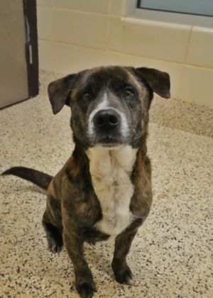 Flo-Rida is a 3-year-old mix breed dog Hes the perfect size for a family at just 38 pounds not to