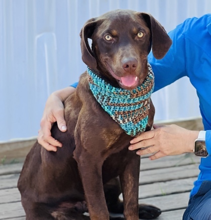 Dog for adoption Joe 25 a Labrador Retriever Mix in Seneca SC