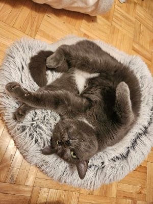 Chanterelle, Adult Female Domestic Short Hair